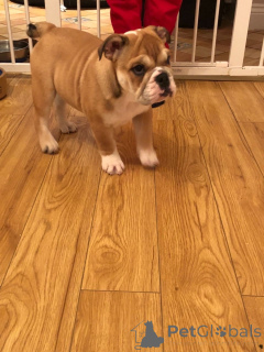 Photo №3. Vaccinated English Bulldog Puppies available now for adoption. Spain