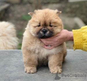 Photo №1. chow chow - for sale in the city of Бернау | 317$ | Announcement № 90338