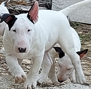 Photo №2 to announcement № 5848 for the sale of bull terrier - buy in Russian Federation from nursery