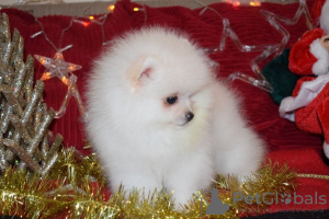 Photo №1. pomeranian - for sale in the city of Winchester | Is free | Announcement № 79572