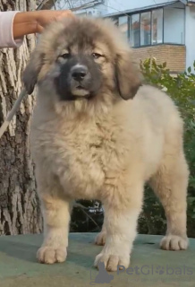 Photo №4. I will sell caucasian shepherd dog in the city of Belgrade. breeder - price - negotiated