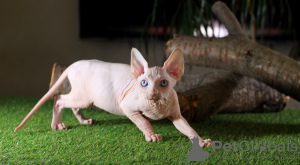 Photo №2 to announcement № 11057 for the sale of sphynx-katze - buy in Ukraine from nursery, breeder