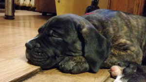 Additional photos: puppies cane corso