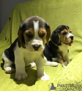 Photo №1. beagle - for sale in the city of Berlin | Is free | Announcement № 95082