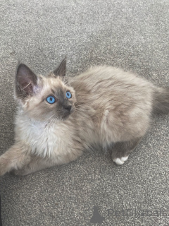 Photo №2 to announcement № 164231 for the sale of ragdoll - buy in Finland breeder