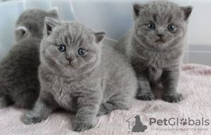 Photo №1. british shorthair - for sale in the city of New York | Is free | Announcement № 104283