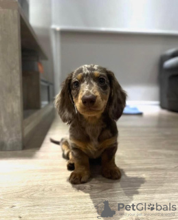 Photo №3. Buy your beautiful Vaccinated dachshund puppies available now for loving homes. Sweden