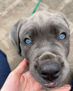 Additional photos: cane corso