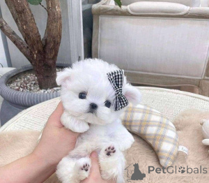 Photo №2 to announcement № 73844 for the sale of maltese dog - buy in Finland private announcement, breeder