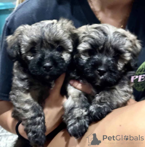 Photo №2 to announcement № 149825 for the sale of maltipu - buy in Germany 