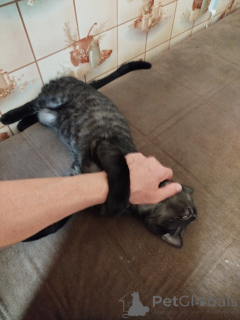 Photo №2 to announcement № 147045 for the sale of bengal cat - buy in Russian Federation private announcement