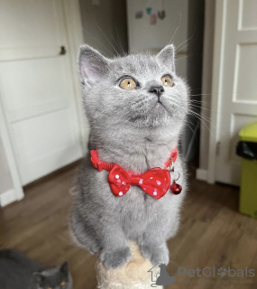 Photo №4. I will sell british shorthair in the city of Houston. private announcement - price - 300$
