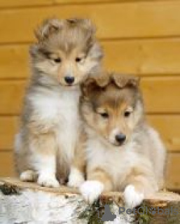 Photo №2 to announcement № 42114 for the sale of shetland sheepdog - buy in Russian Federation from nursery, breeder