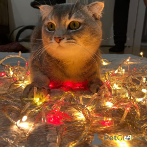 Photo №2 to announcement № 140154 for the sale of scottish fold - buy in Azerbaijan private announcement