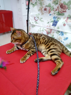 Photo №1. bengal cat - for sale in the city of Minsk | 564$ | Announcement № 7114