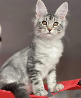 Photo №1. maine coon - for sale in the city of Baden Baden | 1022$ | Announcement № 163660