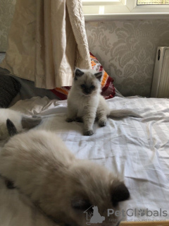 Photo №1. ragdoll - for sale in the city of Sydney | 350$ | Announcement № 100538