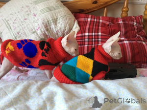 Photo №1. sphynx cat - for sale in the city of Valladolid | negotiated | Announcement № 168297