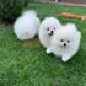 Photo №1. pomeranian - for sale in the city of Антверпен | Is free | Announcement № 105135