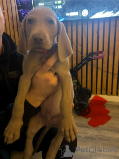 Photo №1. weimaraner - for sale in the city of Франкфурт-на-Майне | 507$ | Announcement № 103545