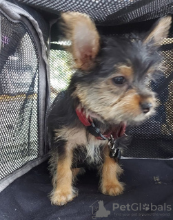 Additional photos: 2 Stunning Yorkshire Terrier Pups Left (10 weeks Old)