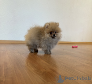 Photo №4. I will sell pomeranian in the city of St. Petersburg. private announcement, from nursery, breeder - price - 558$