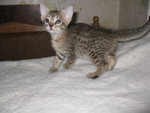 Photo №1. ocicat - for sale in the city of Pruzhany | 250$ | Announcement № 599