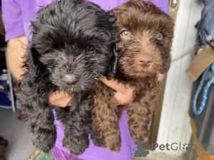 Photo №2 to announcement № 170569 for the sale of non-pedigree dogs - buy in Malta breeder