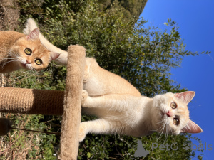 Photo №2 to announcement № 154748 for the sale of british shorthair - buy in Russian Federation from nursery