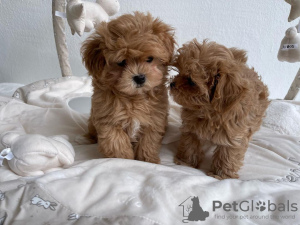 Photo №3. maltipoo puppies. Germany