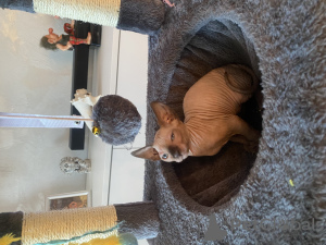 Photo №4. I will sell sphynx cat in the city of New York. private announcement - price - 900$