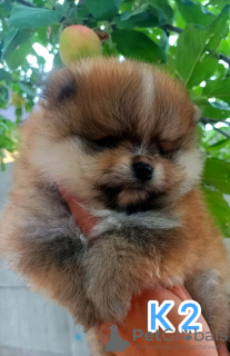 Photo №1. pomeranian - for sale in the city of Penza | negotiated | Announcement № 113210