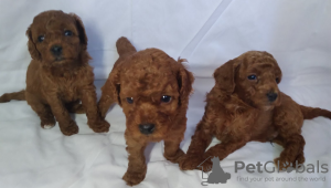 Photo №2 to announcement № 40031 for the sale of poodle (dwarf) - buy in Moldova private announcement