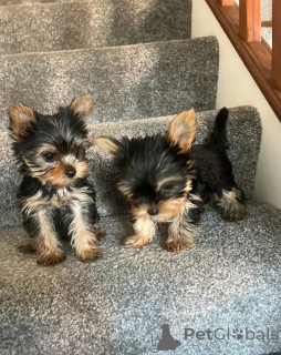 Photo №1. yorkshire terrier - for sale in the city of Pennsylvania Township | negotiated | Announcement № 148409