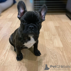 Photo №1. french bulldog - for sale in the city of Гамбург | 350$ | Announcement № 117650