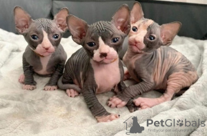 Photo №1. sphynx cat - for sale in the city of Эспоо | negotiated | Announcement № 85439