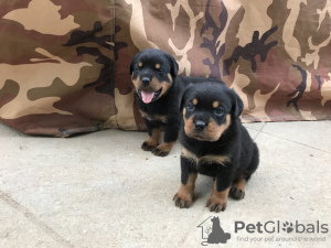 Additional photos: Rottweiler puppies