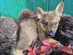 Photo №1. non-pedigree dogs - for sale in the city of Москва | Is free | Announcement № 111014