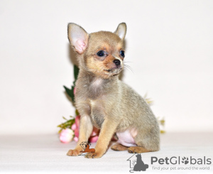 Photo №4. I will sell chihuahua in the city of Москва. from nursery, breeder - price - 552$