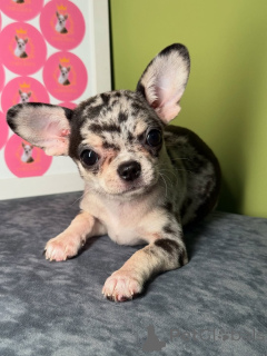 Photo №2 to announcement № 164041 for the sale of chihuahua - buy in Finland private announcement, from the shelter