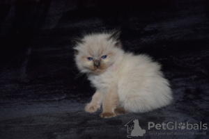 Additional photos: Healthy Ragdoll Kittens available for Sale