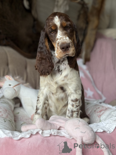 Photo №2 to announcement № 145456 for the sale of english springer spaniel - buy in Poland private announcement