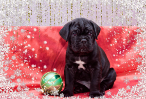 Photo №1. cane corso - for sale in the city of Chelyabinsk | 468$ | Announcement № 4089