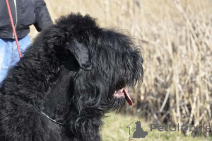 Additional photos: Black Russian Terrier puppies