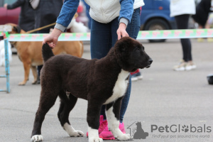 Additional photos: SAO (Central Asian Shepherd Dog)