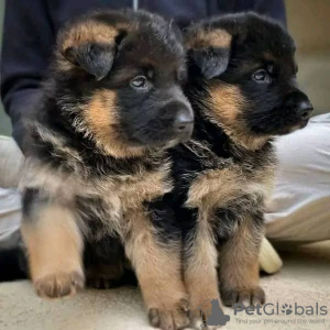 Photo №1. german shepherd - for sale in the city of Drake Village | 350$ | Announcement № 71689