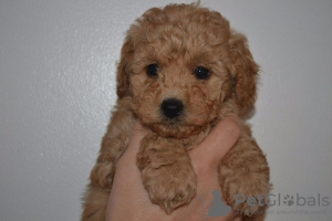 Photo №1. poodle (toy) - for sale in the city of Vienna | 317$ | Announcement № 76010