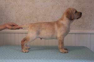 Photo №2 to announcement № 3595 for the sale of labrador retriever - buy in Russian Federation breeder