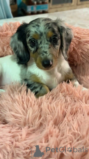 Photo №3. Cute adorable Dachshund Puppies for sale contact whatsapp business 447450021323. Germany