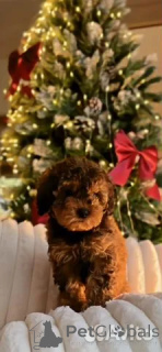 Photo №1. kavapu - for sale in the city of Berlin | 723$ | Announcement № 162517